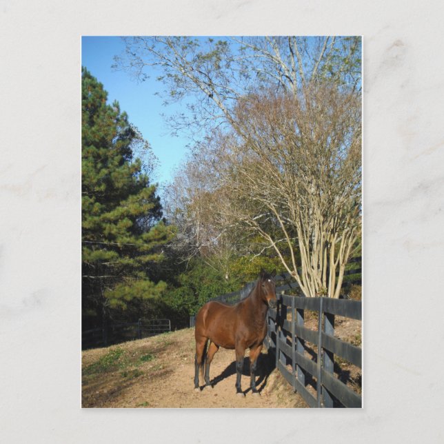 Brown Horse against a Fence Postcard (Front)