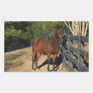 Brown Horse against a Fence Rectangular Sticker