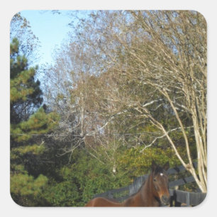 Brown Horse against a Fence Square Sticker
