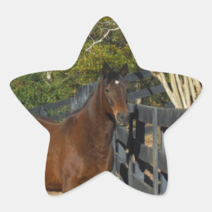 Brown Horse against a Fence Star Sticker