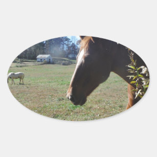 Brown Horse against blue sky Oval Sticker