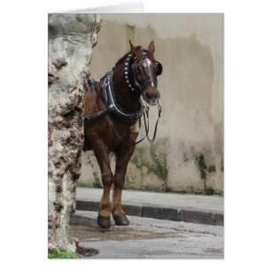 Brown Horse, Blank Inside Greeting Card