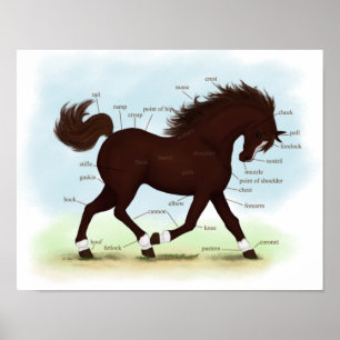 Brown Horse Blaze & Socks Equine Anatomy Poster