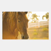 Brown Horse Close-Up