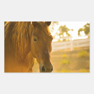 Brown Horse Close-Up Rectangular Sticker