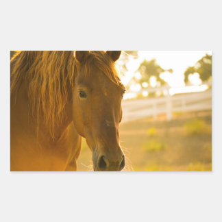Brown Horse Close-Up Rectangular Sticker