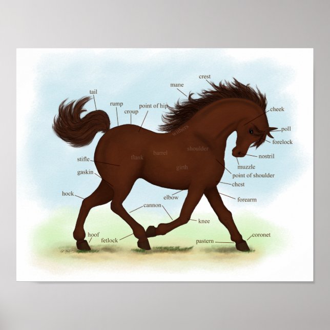 Brown Horse Educational Equine Anatomy Poster (Front)