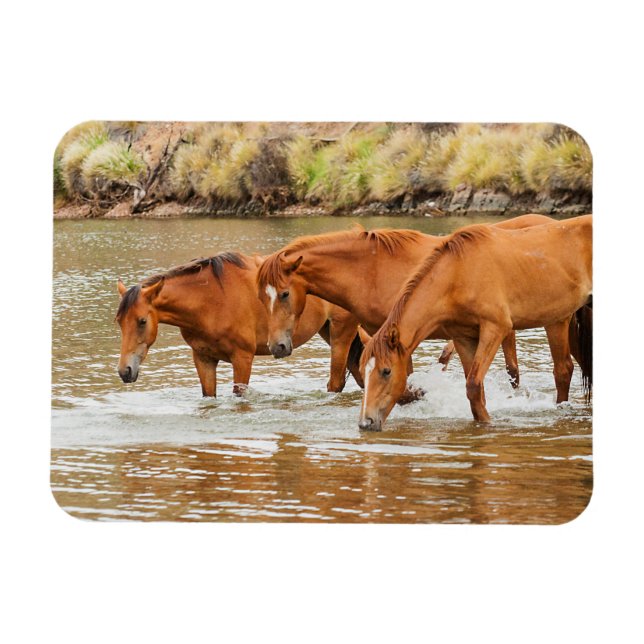 Brown Horse  family at the river Magnet (Horizontal)