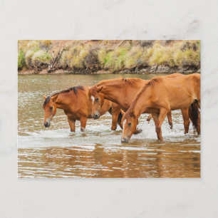 Brown Horse family at the river Postcard
