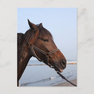 Brown horse head postcard