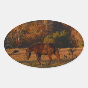 Brown horse in a Autumn feild Oval Sticker
