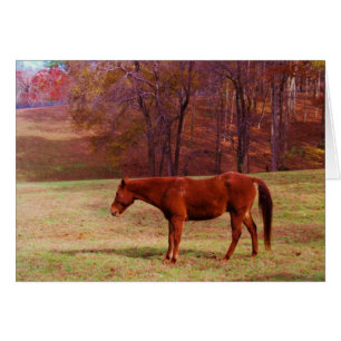 Brown horse in a grass field