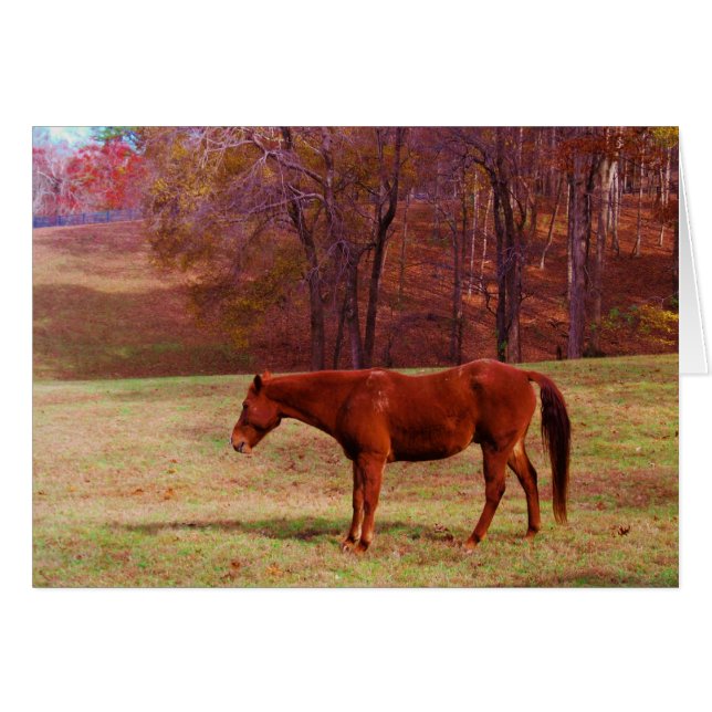 Brown horse in a grass field (Front Horizontal)