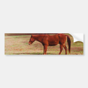 Brown horse in a grass field bumper sticker