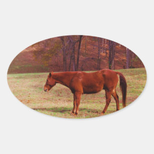 Brown horse in a grass field oval sticker