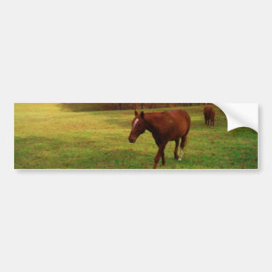 Brown Horse in a Rainbow coloured field Bumper Sticker