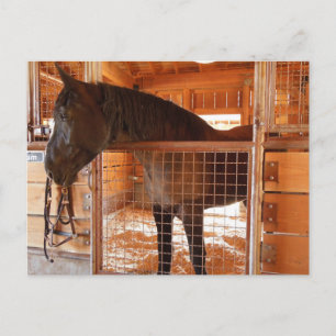 Brown Horse in Barn at Epoch Estates Winery Postcard