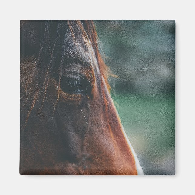 Brown Horse in Close-up Magnet (Front)