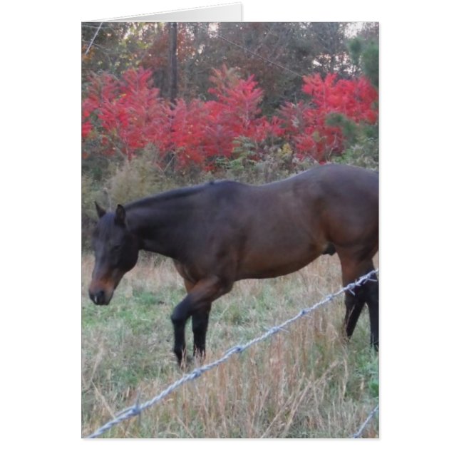 Brown horse in the red autumn trees (Front)