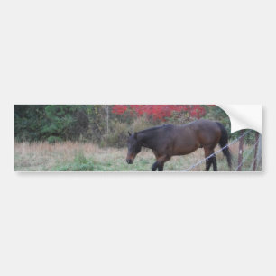 Brown horse in the red autumn trees bumper sticker