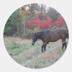 Brown horse in the red autumn trees classic round sticker