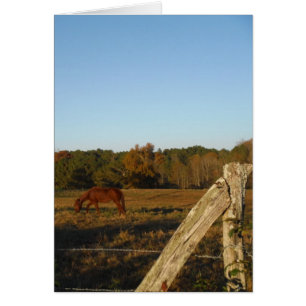 Brown horse in the Sun