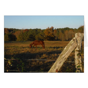 Brown horse in the Sun