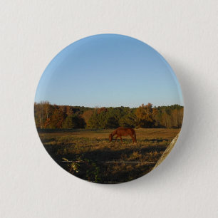 Brown horse in the Sun 6 Cm Round Badge