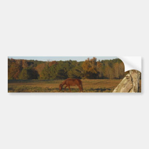 Brown horse in the Sun Bumper Sticker