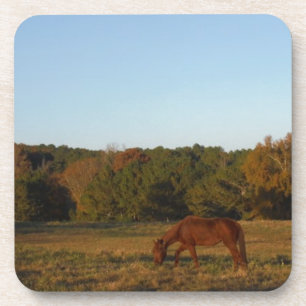 Brown horse in the Sun Coaster