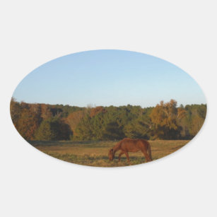 Brown horse in  the Sun Oval Sticker