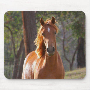 Brown Horse in the Sunlight Mouse Mat