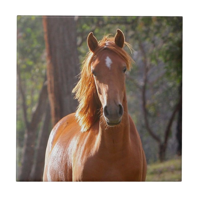 Brown Horse in the Sunlight Tile (Front)