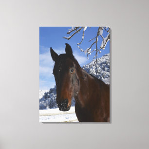 Brown horse in winter canvas print