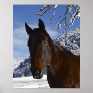 Brown horse in winter poster