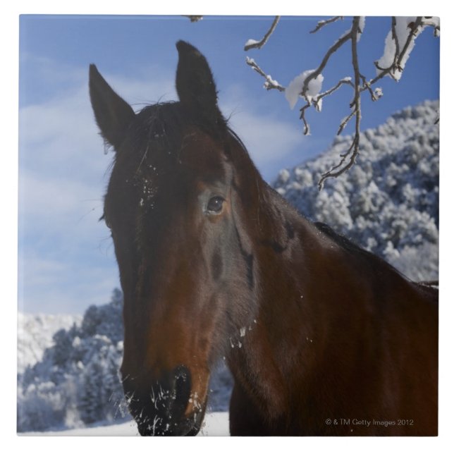 Brown horse in winter tile (Front)
