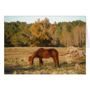 Brown horse in  yellow tree field