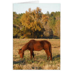 Brown horse in yellow tree field