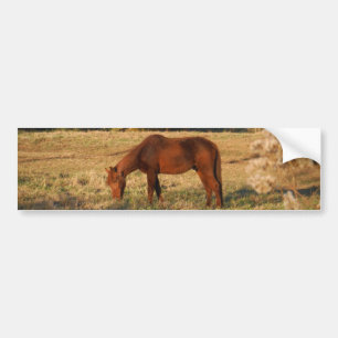 Brown horse in yellow tree field bumper sticker