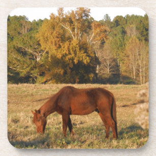 Brown horse in  yellow tree field coaster