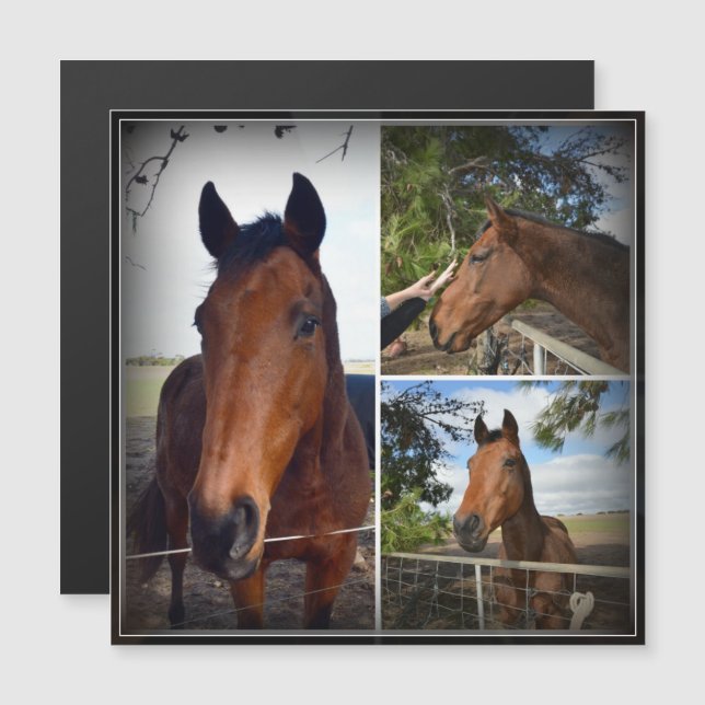 Brown Horse Photo Collage, Magnetic Card (Front/Back)