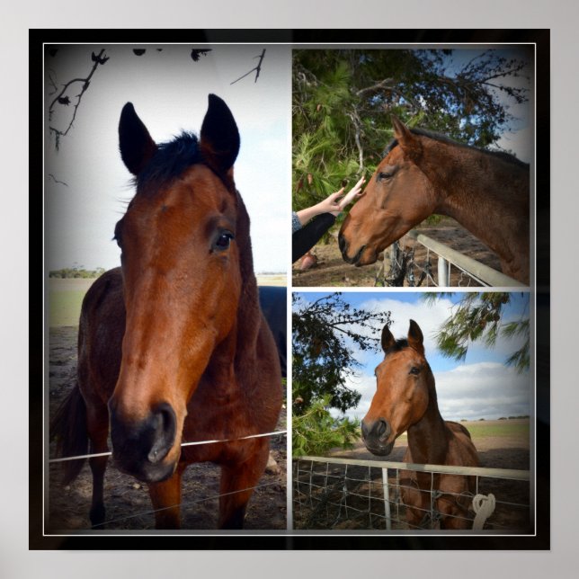 Brown Horse Photo Collage, Poster (Front)