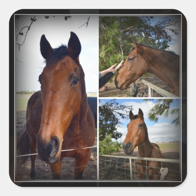 Brown Horse Photo Collage, Square Sticker (Front)