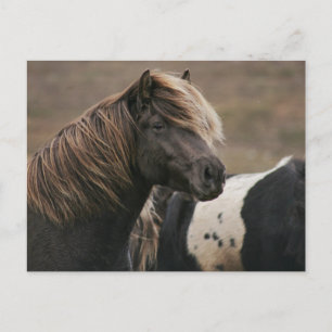 Brown Horse Pose Postcard