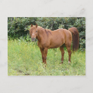 brown horse postcard