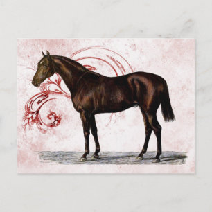 Brown Horse Postcard