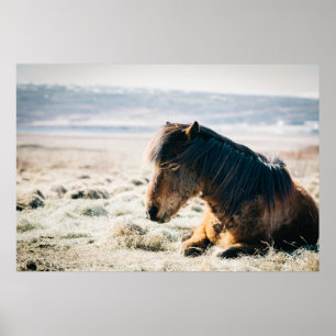 BROWN HORSE SITTING ON GRASS NEAR BEACH POSTER