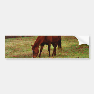 Brown Horse w/ White Nose at Woods Edge Bumper Sticker