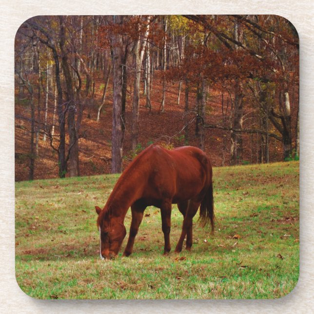 Brown Horse w/ White Nose at Woods Edge Coaster (Front)