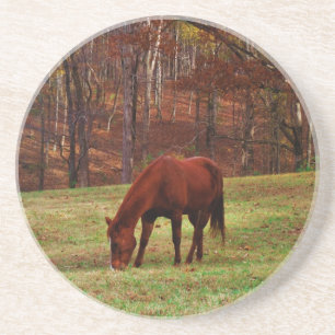 Brown Horse w/ White Nose at Woods Edge Coaster